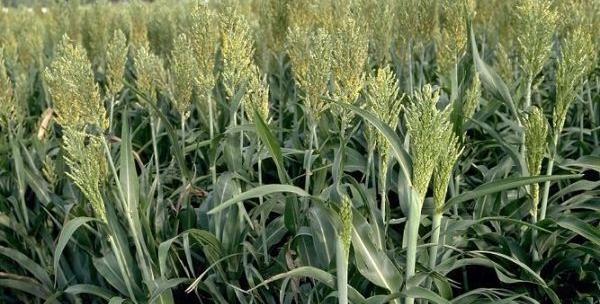 عکس ذرت علوفه ایی