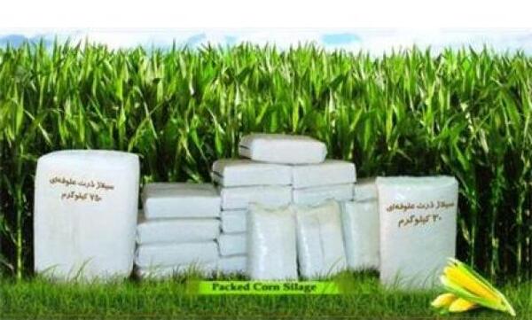 عکس ذرت علوفه ایی