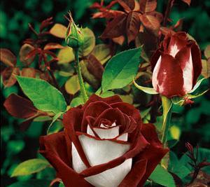 عکس های جالب گلها