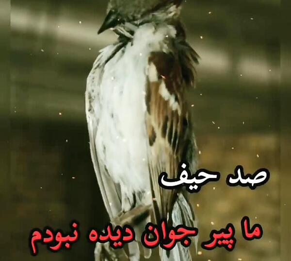 عکس غمگین روزگار تلخ