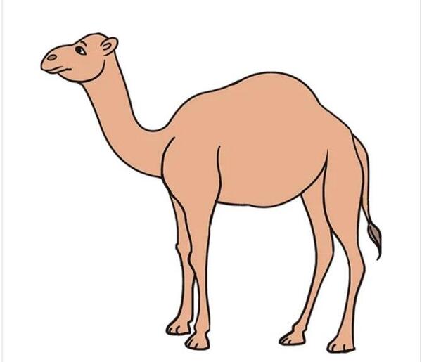 عکس شتر بچه گانه