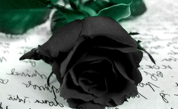 عکس گل رز مشکی مخملی