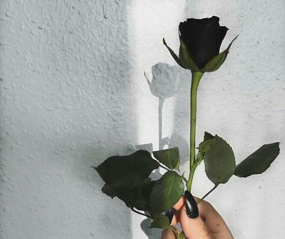 عکس گل رز مشکی مخملی