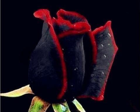عکس گل رز مشکی مخملی