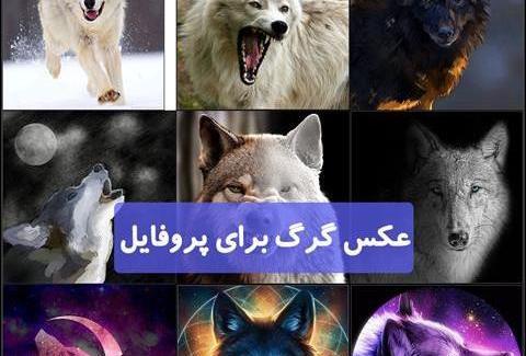 عکس گرگ شیطانی