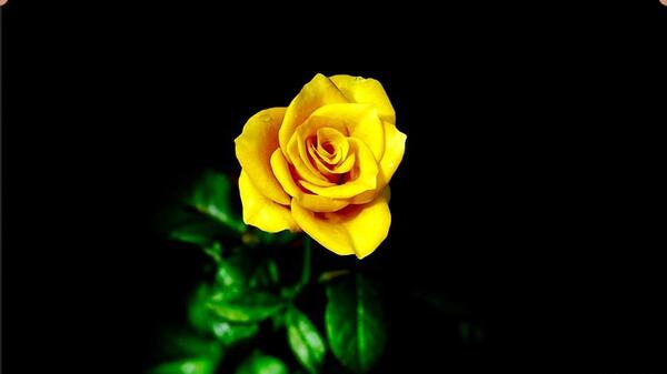 عکس گل رز زرد و قرمز