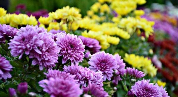 عکس گلهای زیبای پاییزی