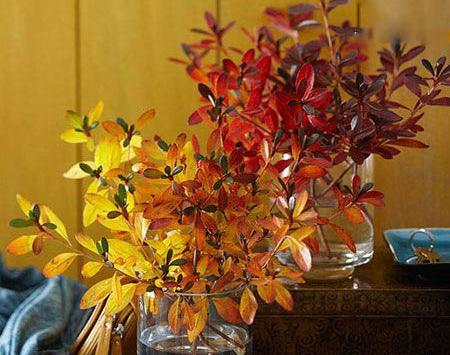 عکس گلهای زیبای پاییزی