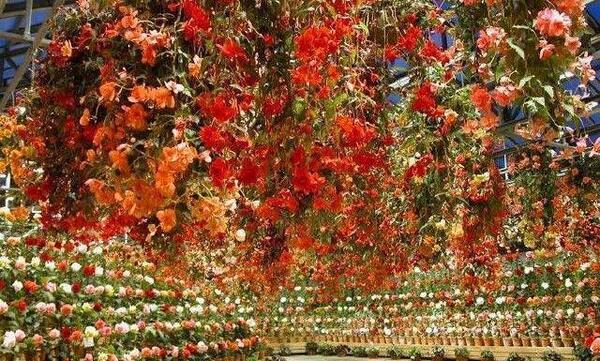 عکس گلهای زیبای پاییزی