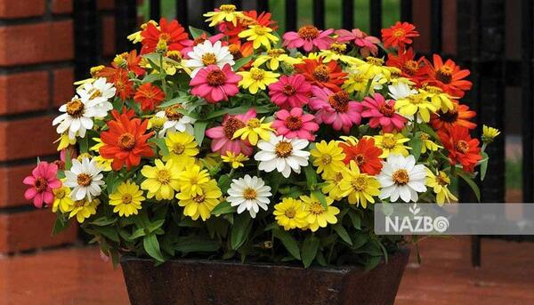 عکس گلهای زیبای پاییزی