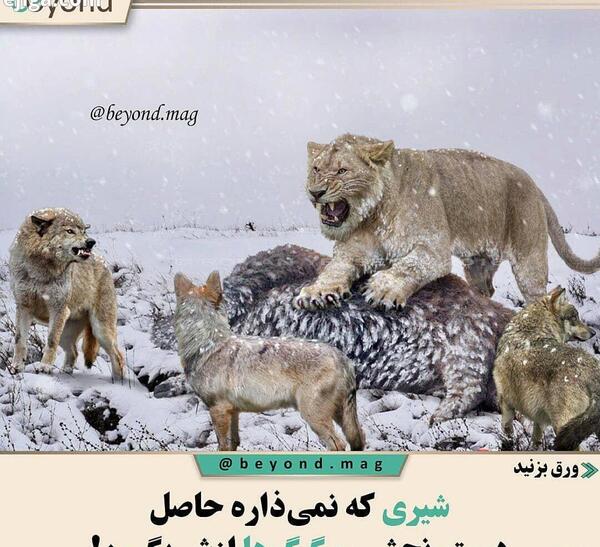 عکس شیر و گرگ