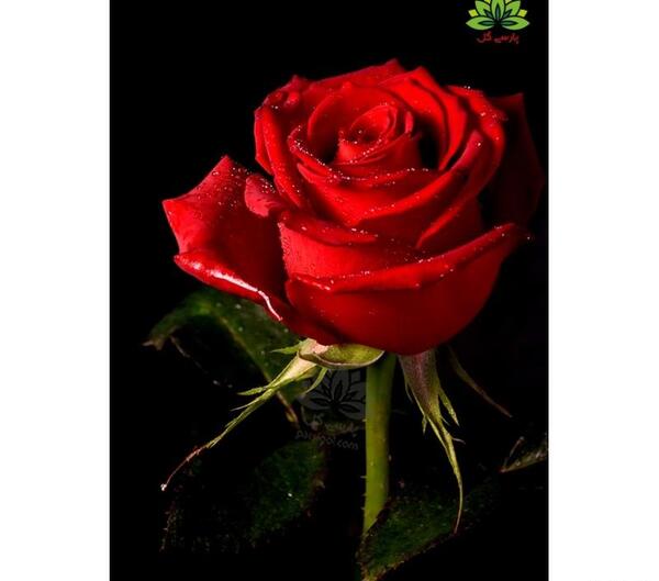 عکس گل رز شاخه ای