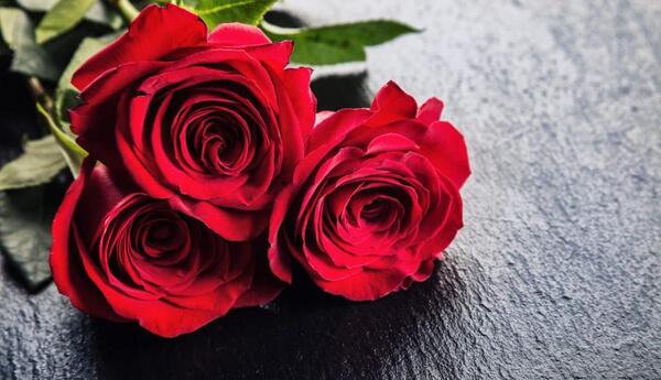 عکس گل رز شاخه ای