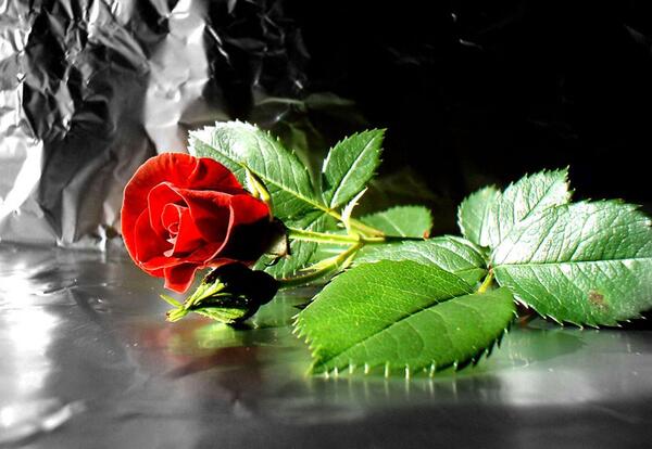 عکس گل رز شاخه ای