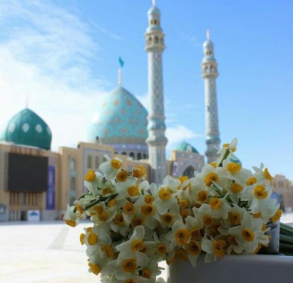 عکس گل نرگس در جمکران