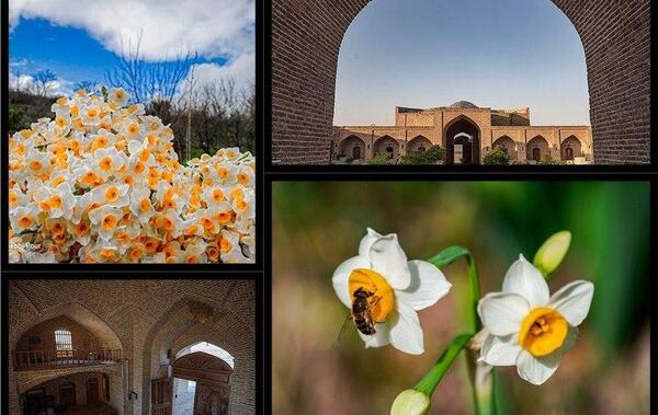 عکس گل نرگس در جمکران
