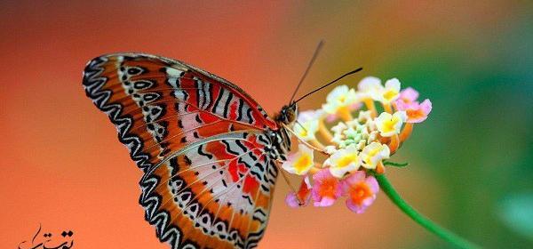 عکس نوشته راجب پروانه