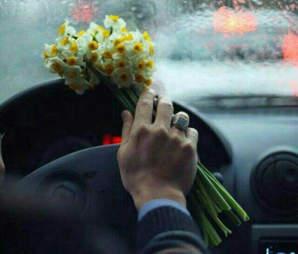 عکس گل نرگس عاشقانه
