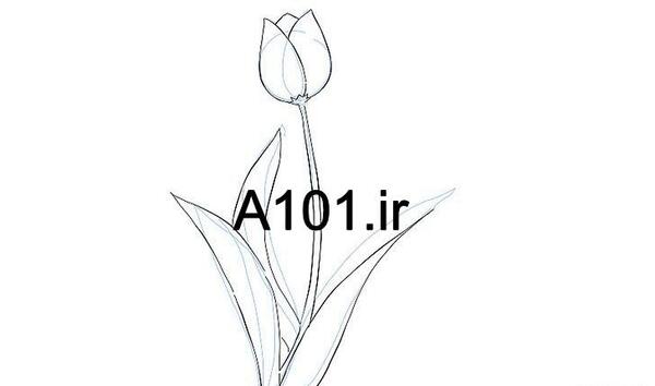 عکس خام گل لاله