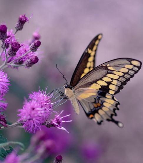 عکس پروانه روی گل