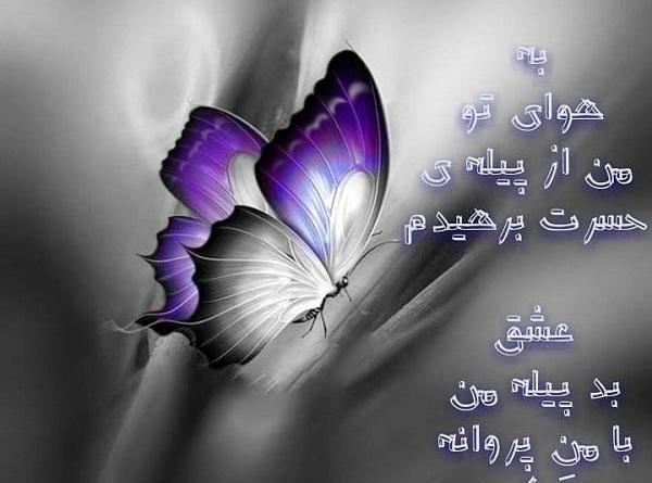 عکس پروانه غمگین