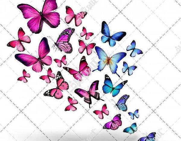 عکس پروانه ی بنفش