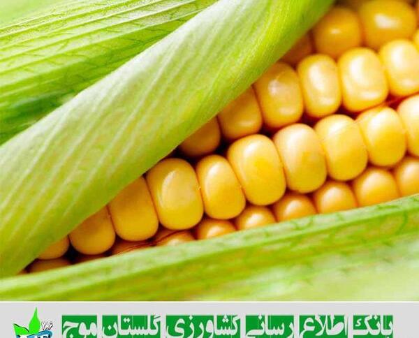 عکس ذرت کار