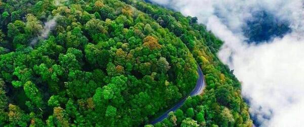 عکس دریا جنگل