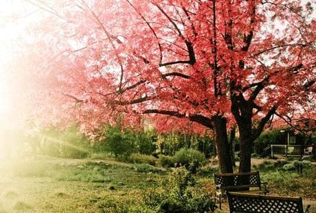 عکس بهار برای تصویر زمینه