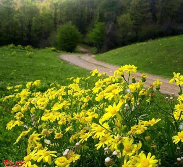 عکس بهار برای تصویر زمینه