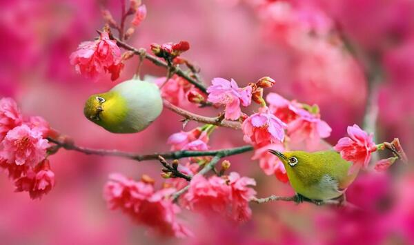 عکس بهار برای تصویر زمینه