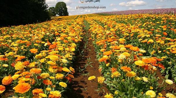 عکس نوشته همیشه بهار