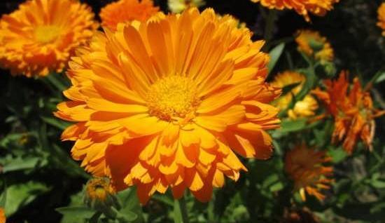 عکس نوشته همیشه بهار