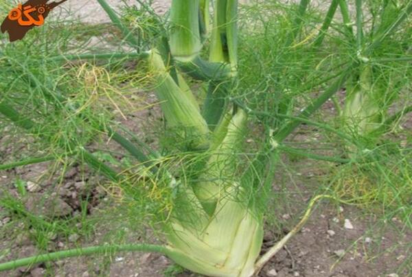 عکس علف رازیانه