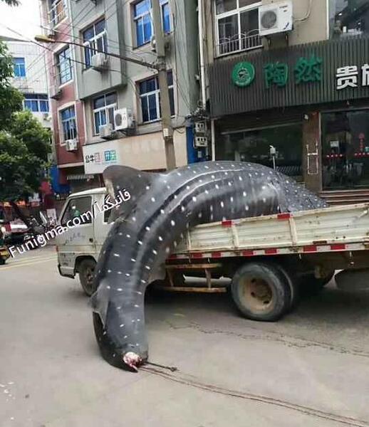 عکس دسته گل به آب دادن