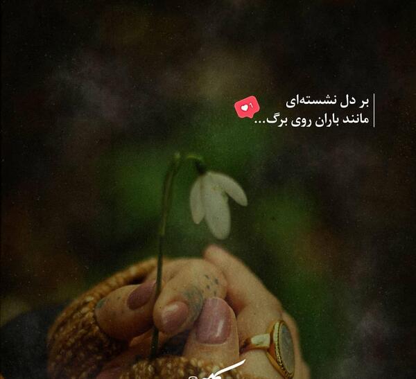 عکس باران روی درخت