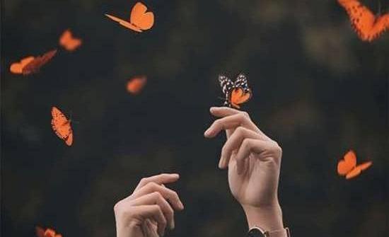 عکس پروانه لاکچری