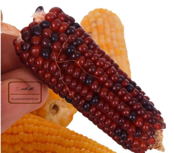 عکس ذرت سرخ شده