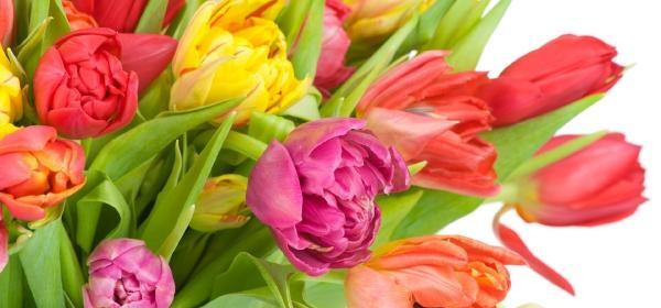 عکس گل لاله با کیفیت فول اچ دی