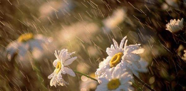 عکس نوشته عاشقانه باران بهاری