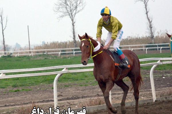 عکس اسب قزل