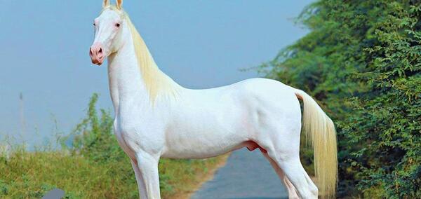 عکس اسب قزل