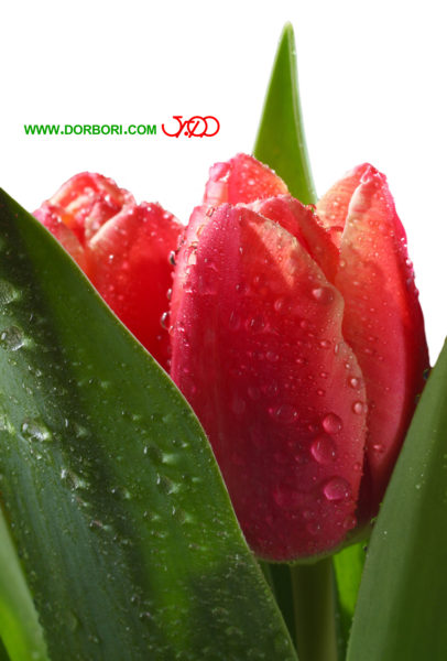 عکس گل لاله پروفایل