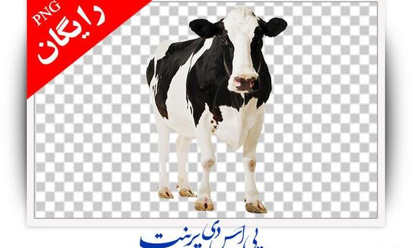 عکس گاو لایه باز