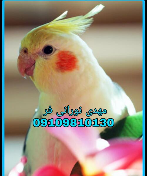 عکس عروس هلندی سخنگو