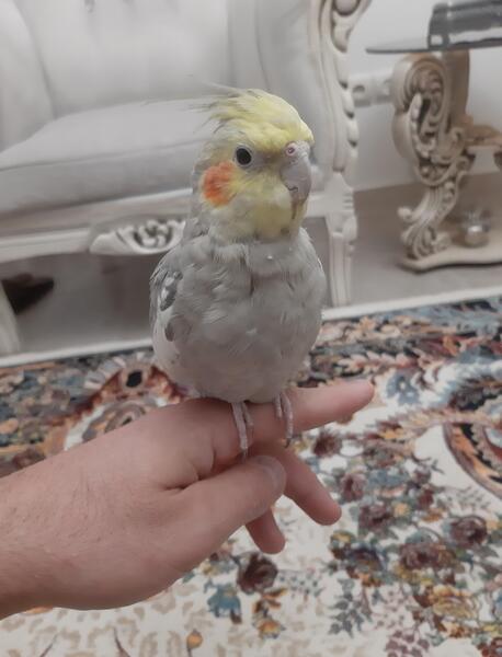 عکس عروس هلندی سخنگو