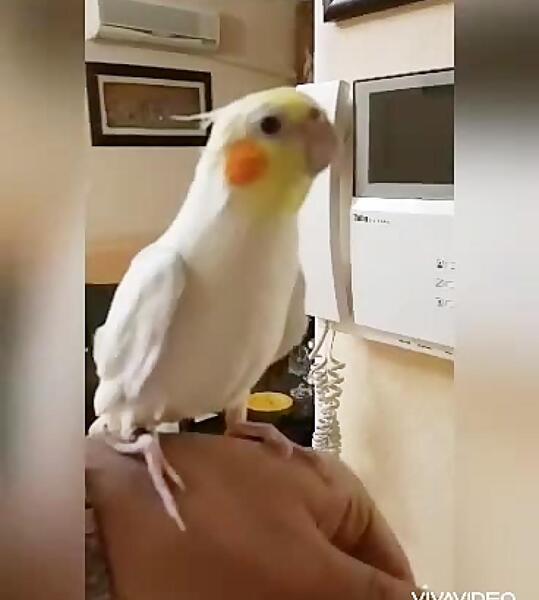 عکس عروس هلندی سخنگو