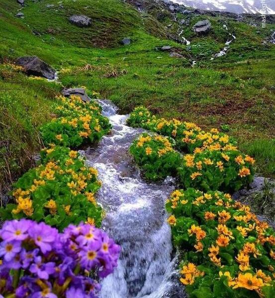 عکس منظره زیبا سرسبز