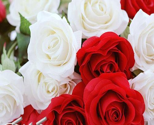 عکس تصاویر گلهای سفید زیبا