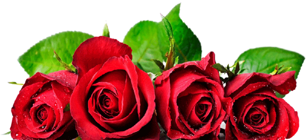 عکس گل لاله در فال قهوه